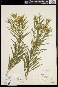 Euthamia graminifolia var. nuttallii image