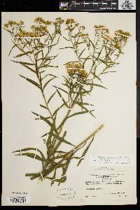 Euthamia graminifolia var. nuttallii image