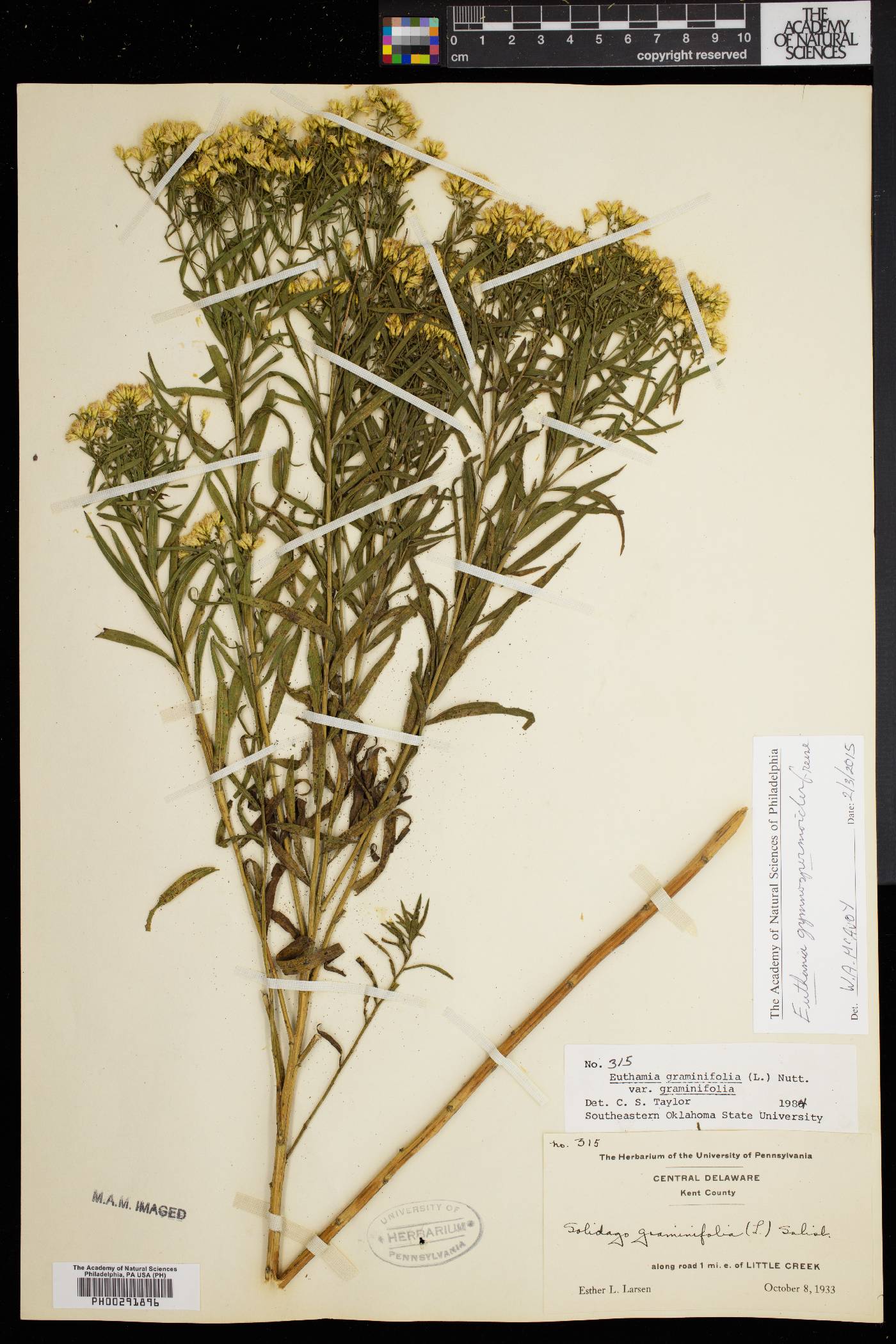 Euthamia gymnospermoides image