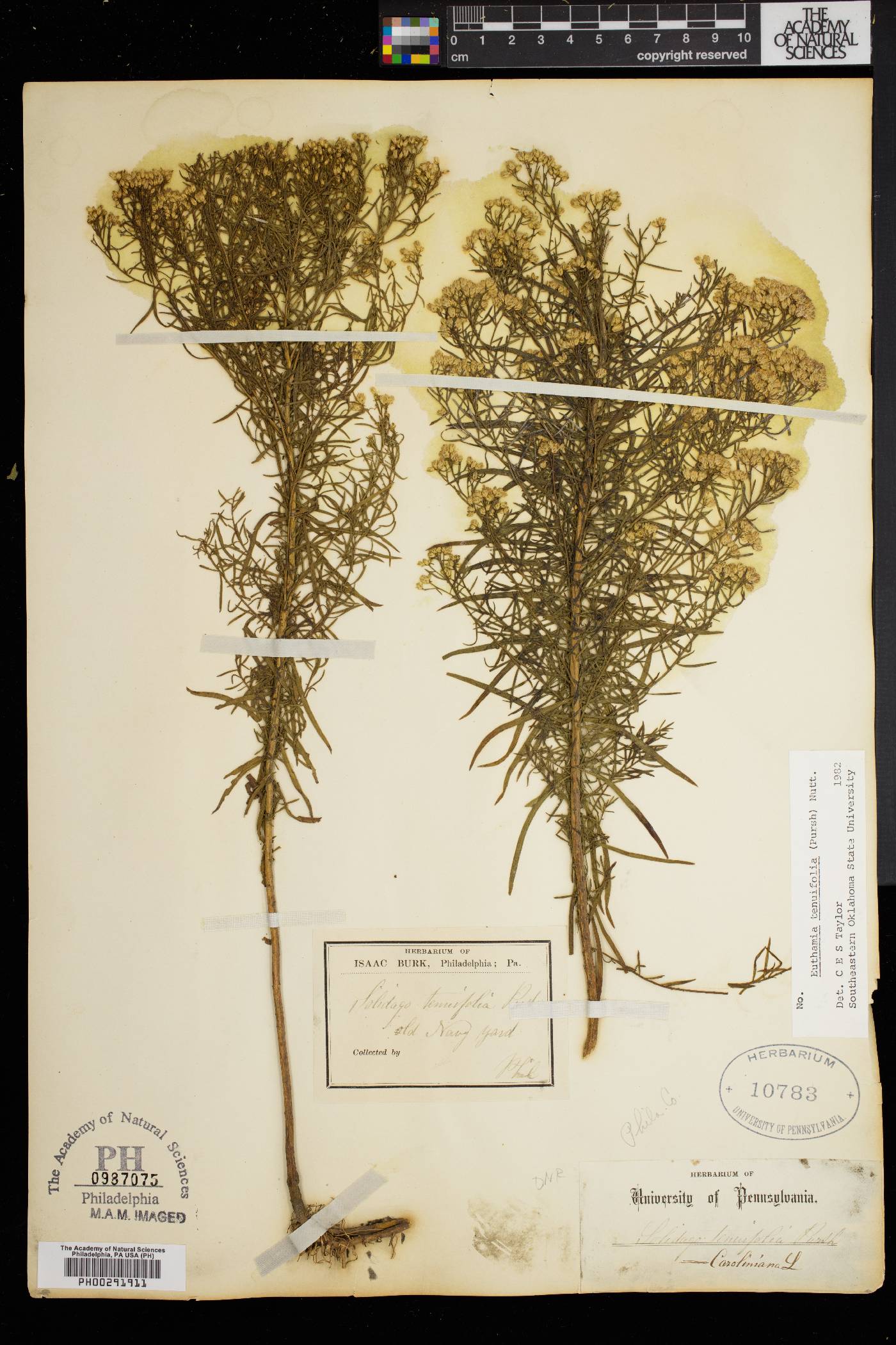 Euthamia tenuifolia image