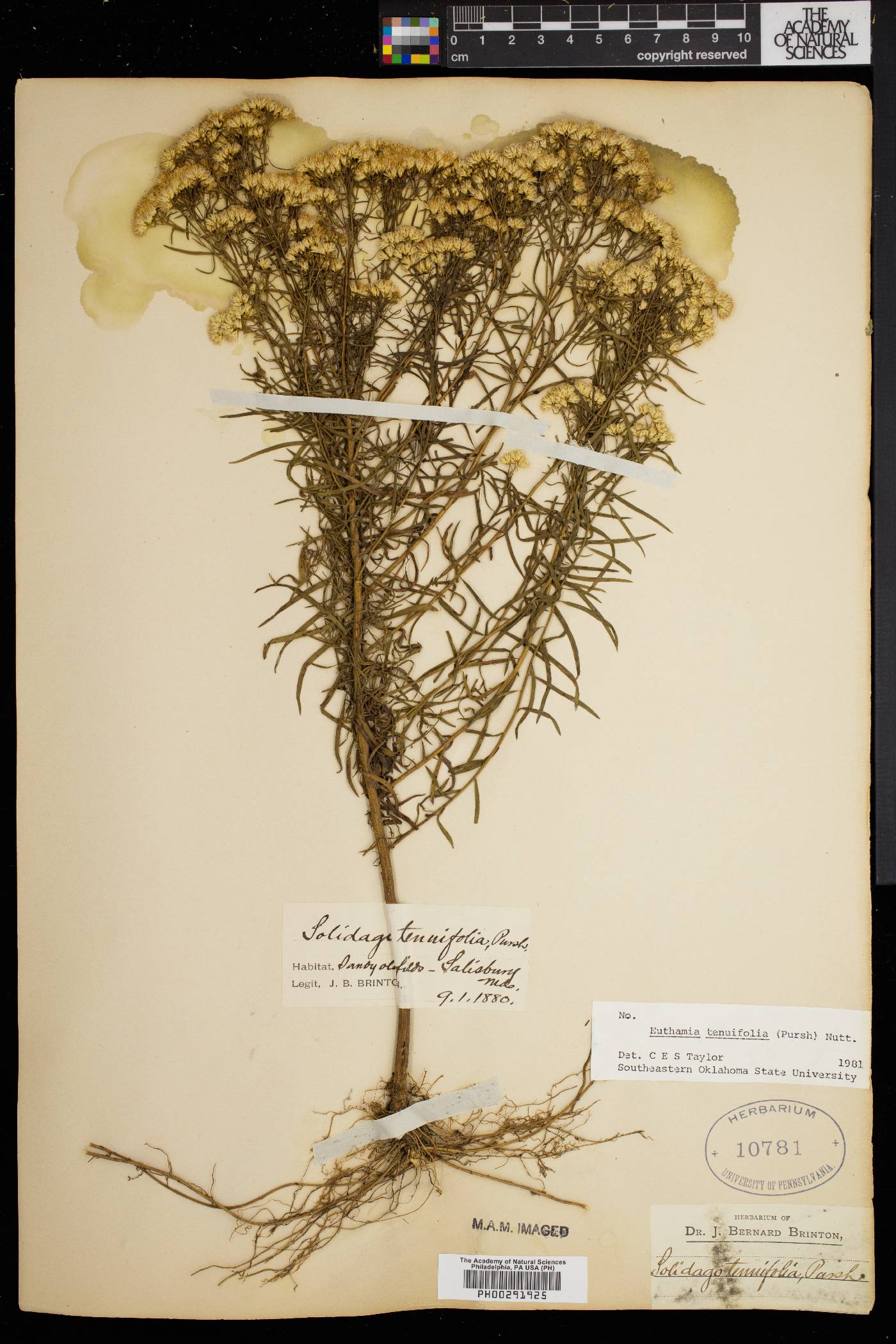 Euthamia tenuifolia image