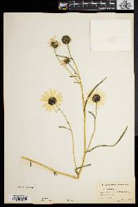 Helianthus angustifolius image