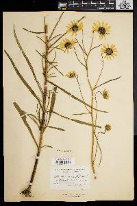 Helianthus angustifolius image