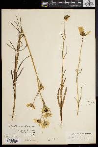 Helianthus angustifolius image