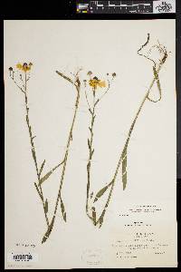 Helenium flexuosum image