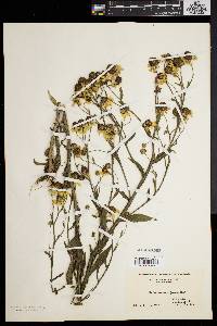 Helenium flexuosum image