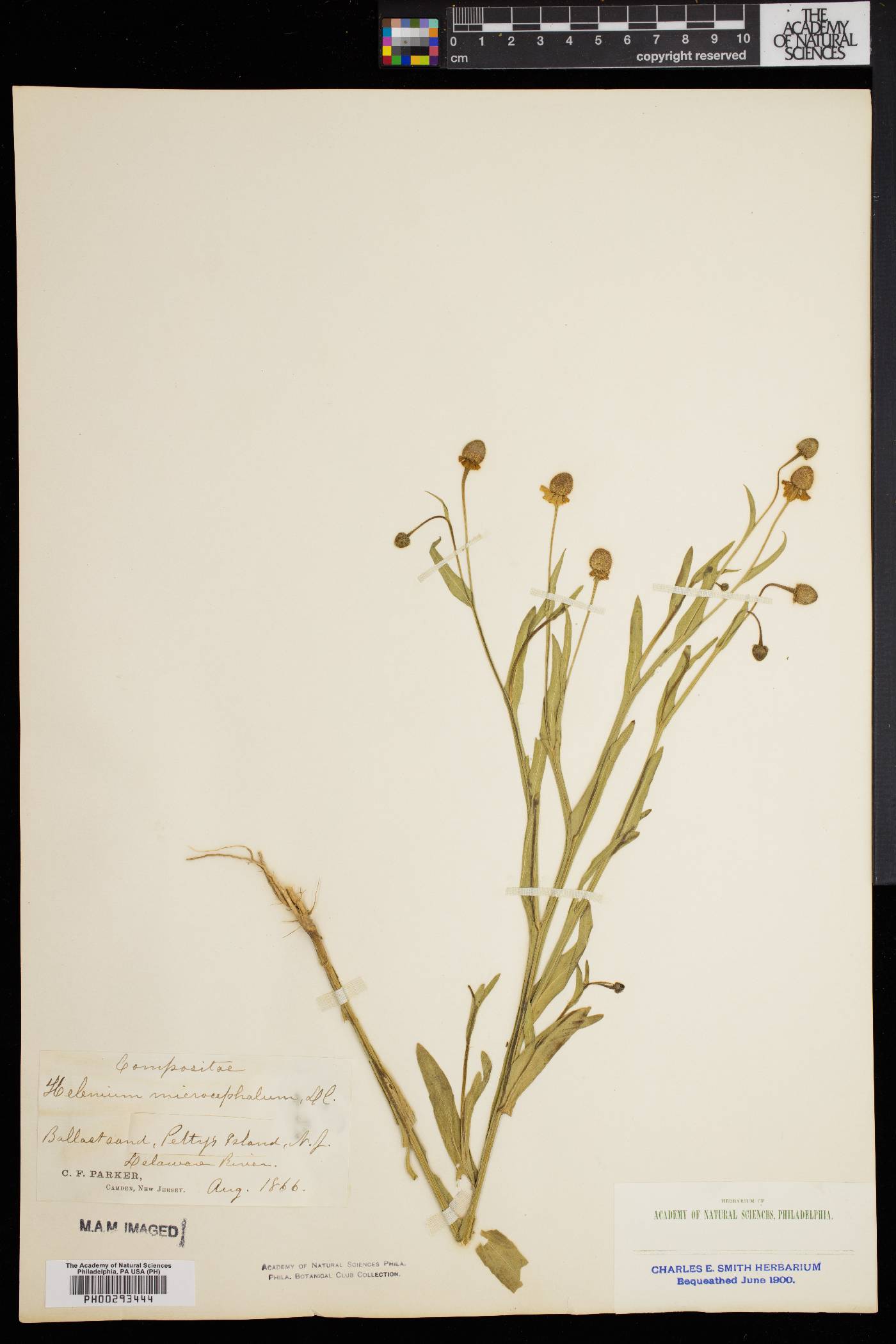 Helenium quadridentatum image