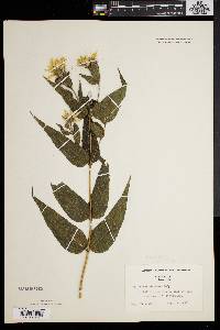 Helianthus divaricatus image