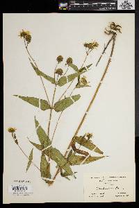 Helianthus divaricatus image