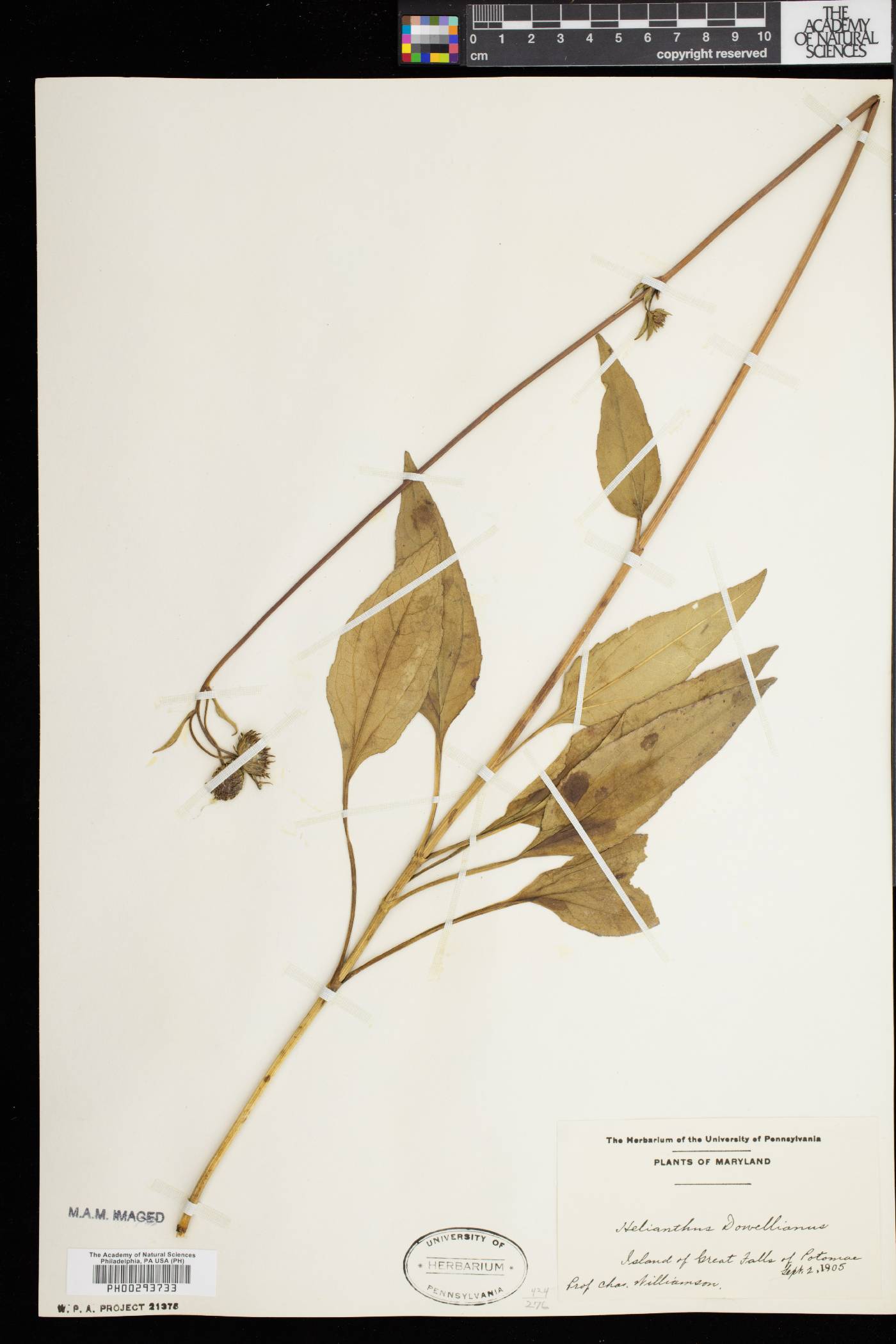 Helianthus dowellianus image