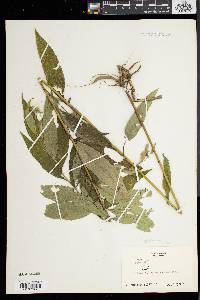 Helianthus giganteus image