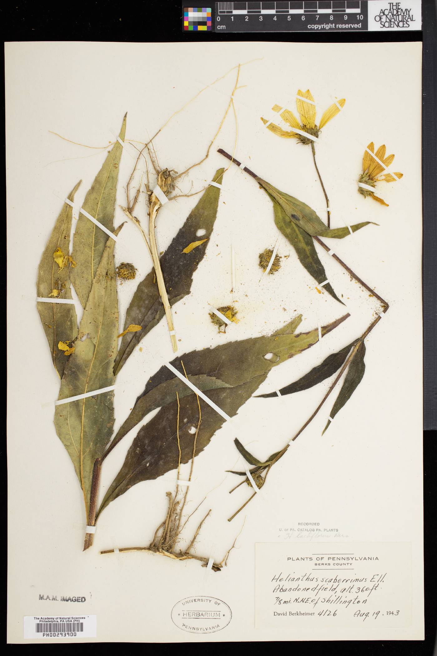 Helianthus × laetiflorus image