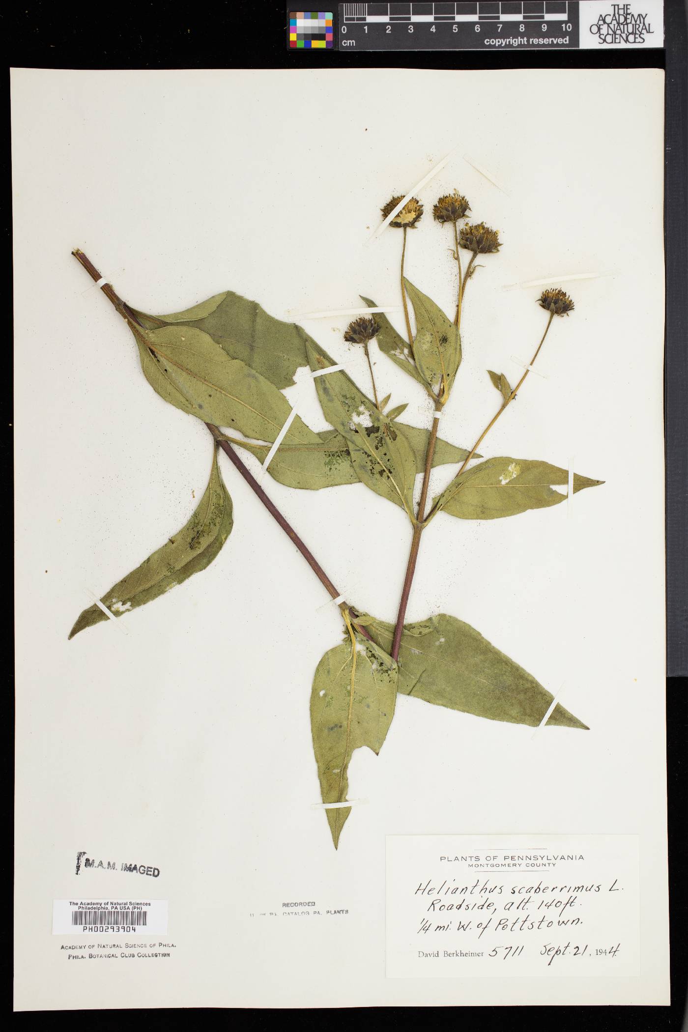 Helianthus × laetiflorus image