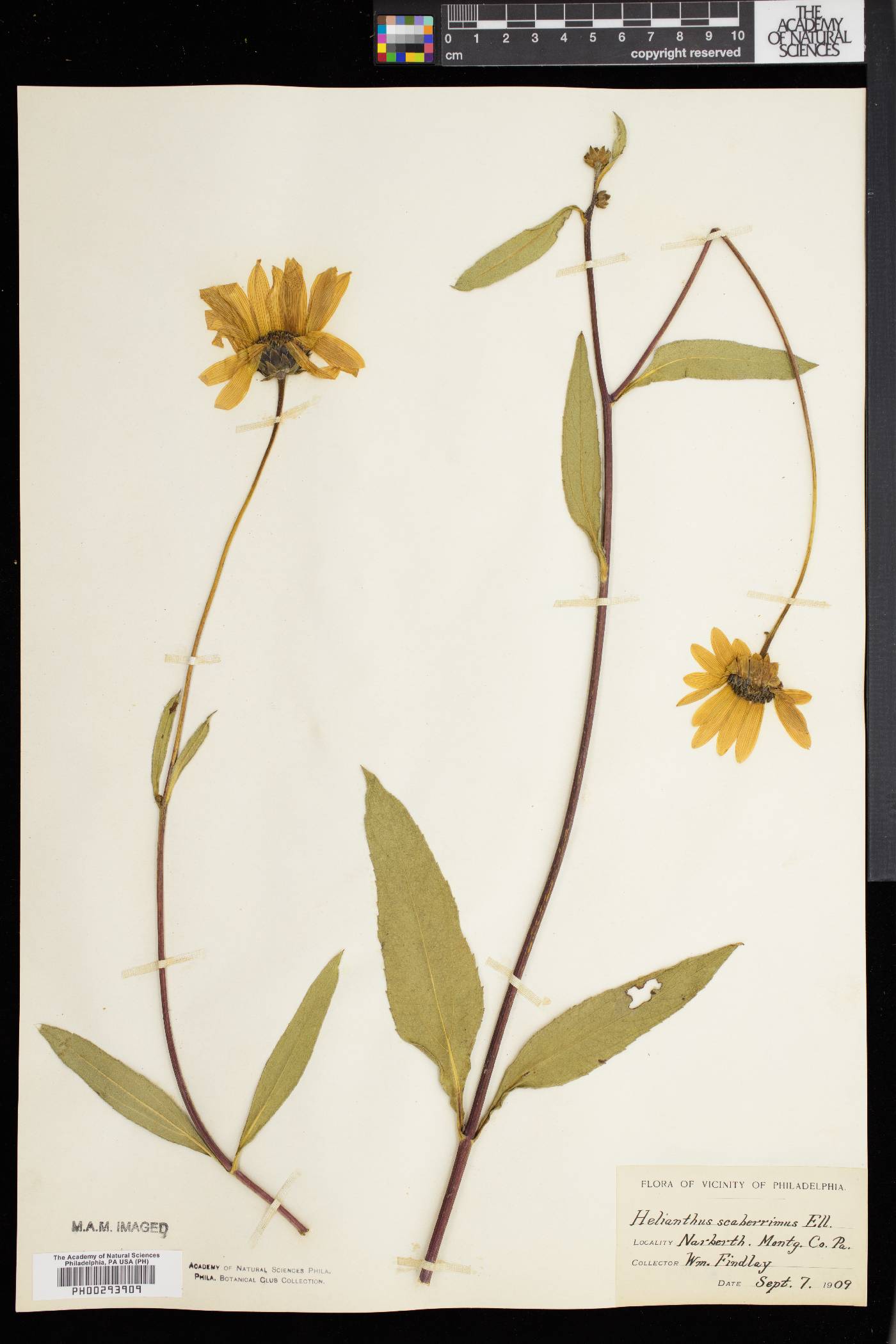 Helianthus × laetiflorus image