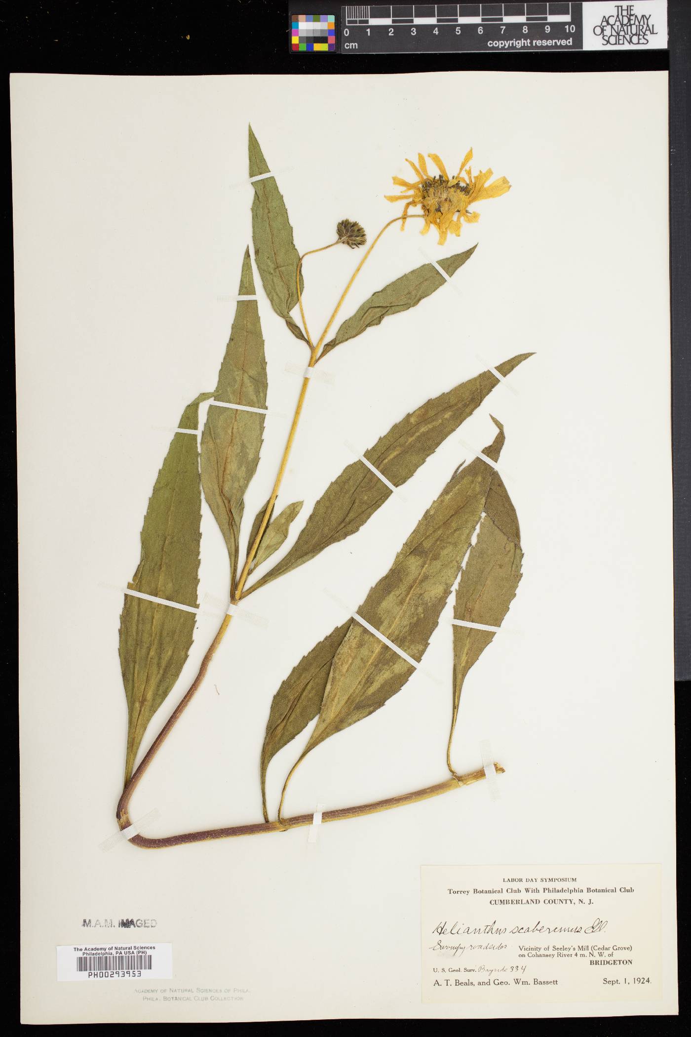 Helianthus × laetiflorus image