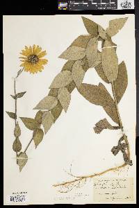 Helianthus mollis image