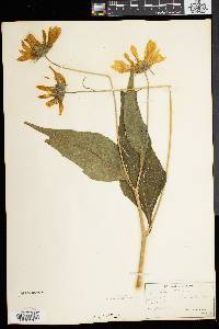 Helianthus tuberosus image