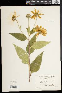 Helianthus tuberosus image