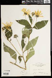 Helianthus tuberosus image