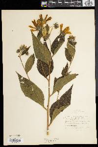 Helianthus tuberosus image