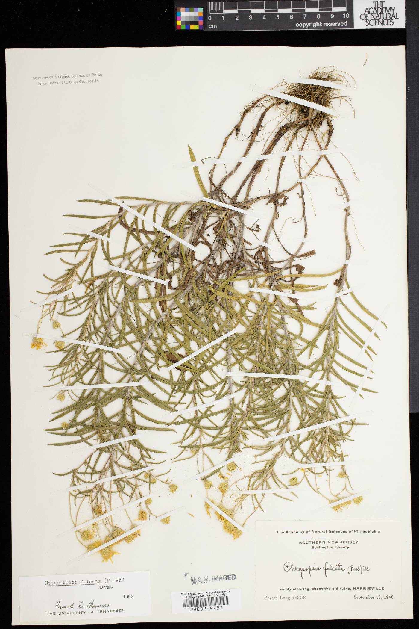 Heterotheca falcata image
