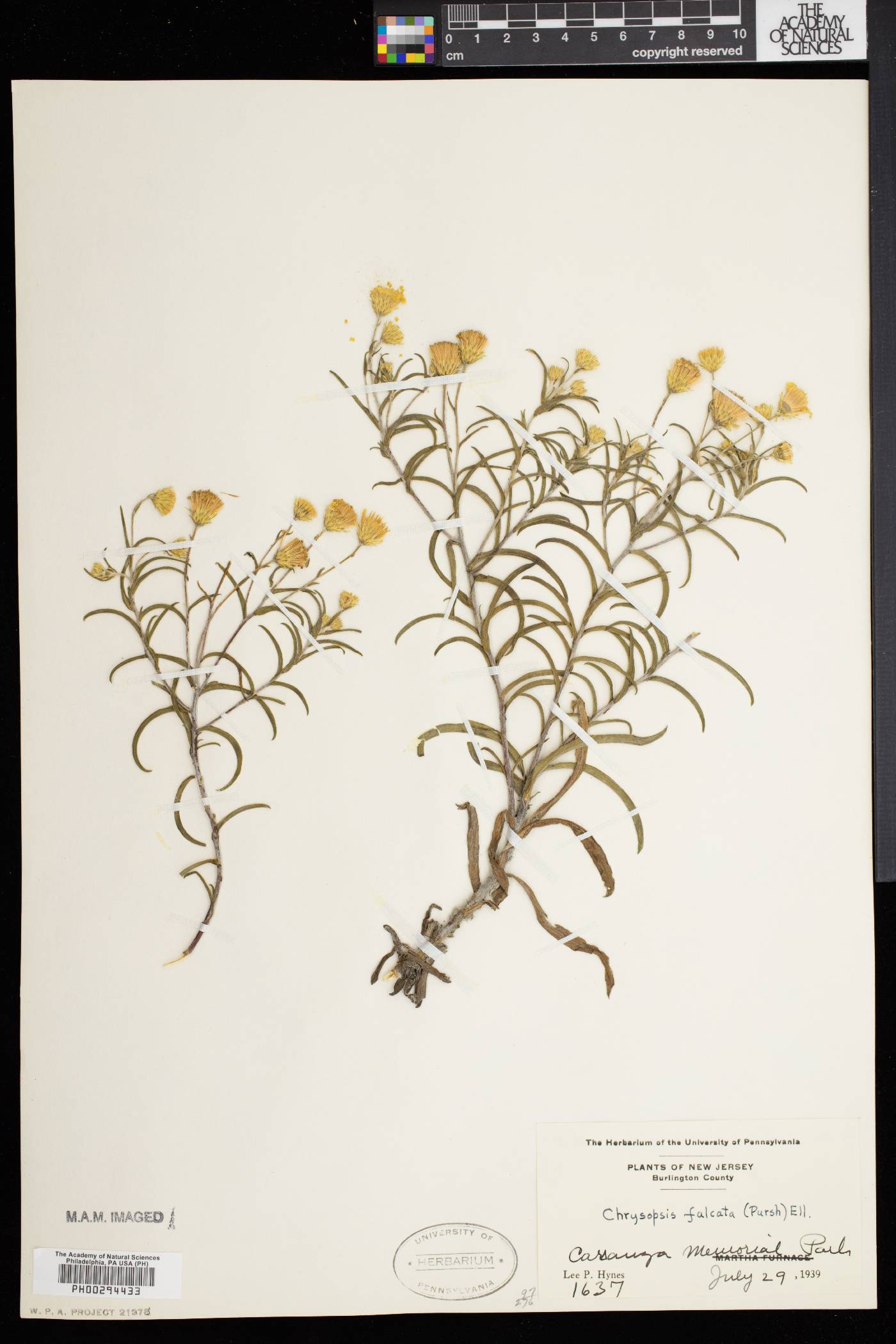 Heterotheca falcata image