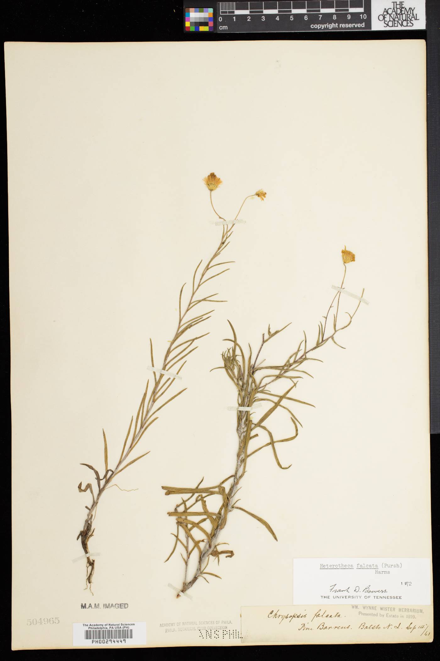 Heterotheca falcata image