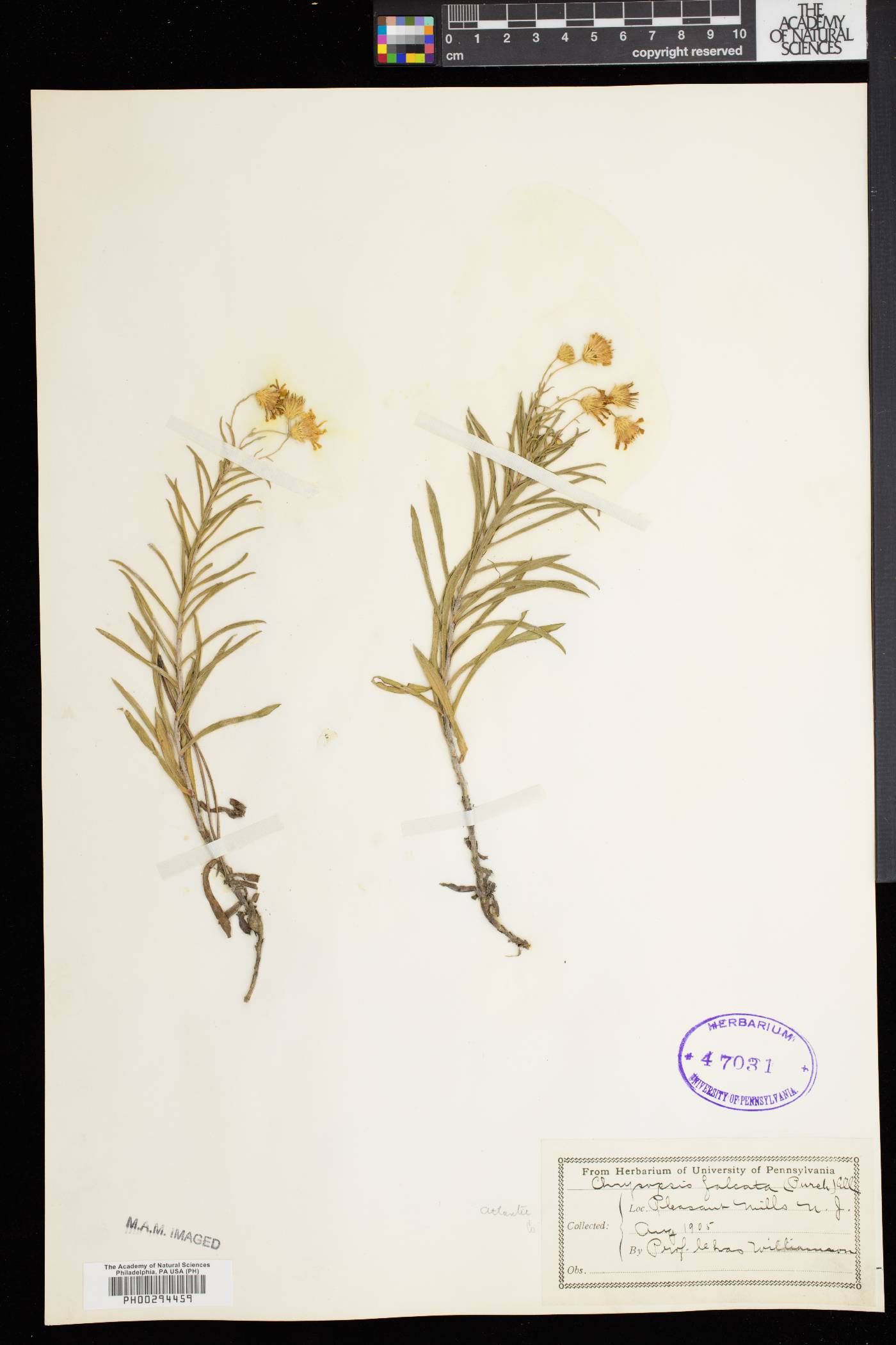 Heterotheca falcata image