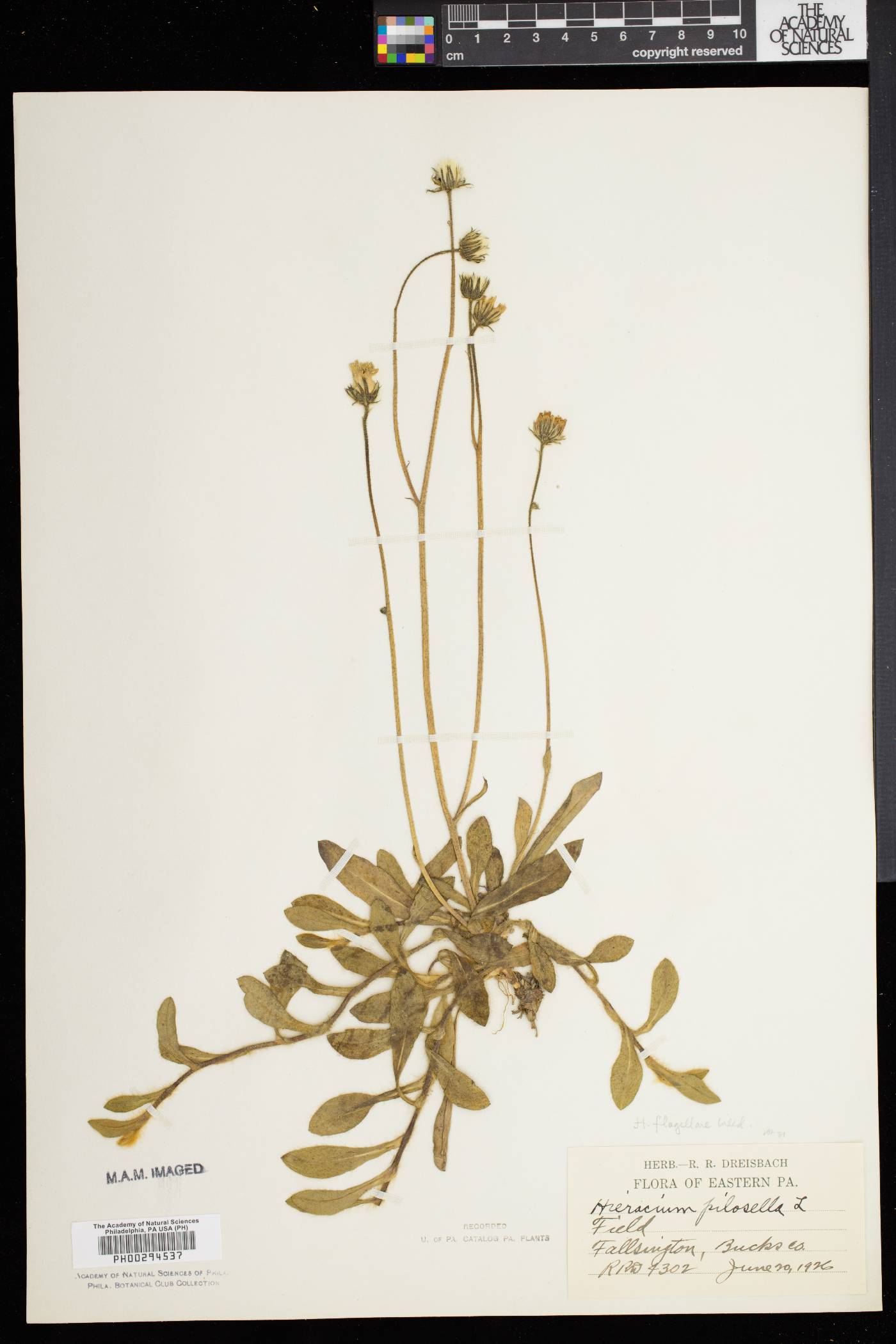Hieracium × flagellare image