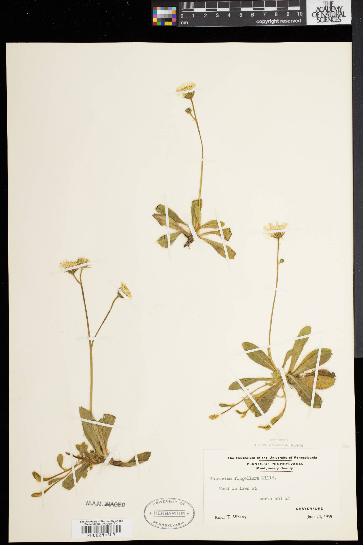 Hieracium × flagellare image