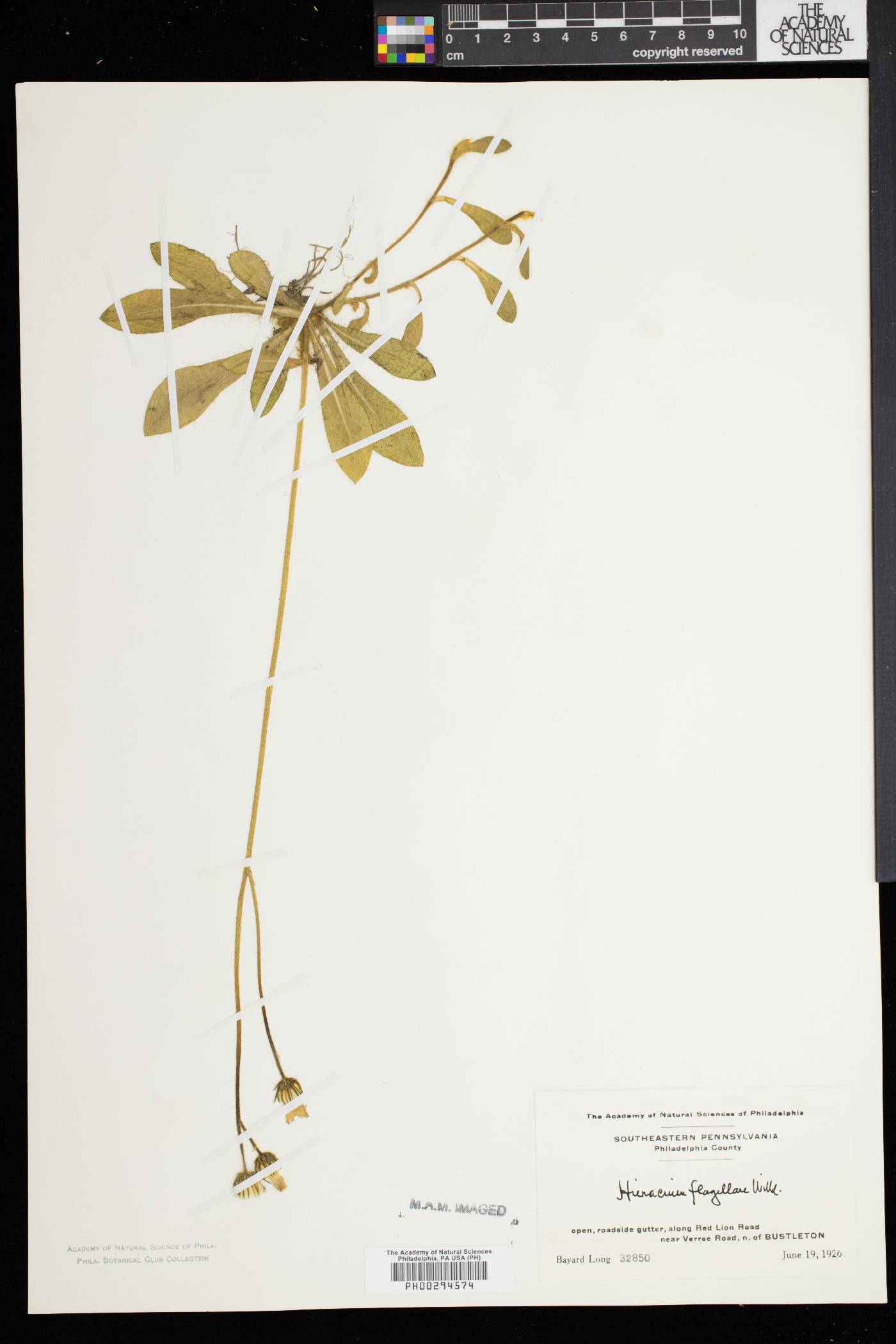 Hieracium × flagellare image