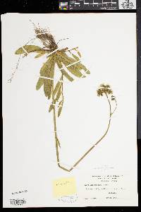 Hieracium caespitosum image