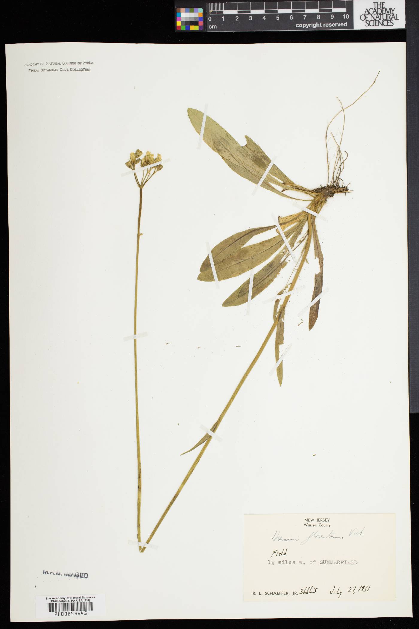 Hieracium piloselloides image