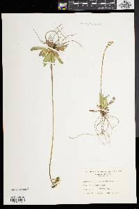 Hieracium piloselloides image