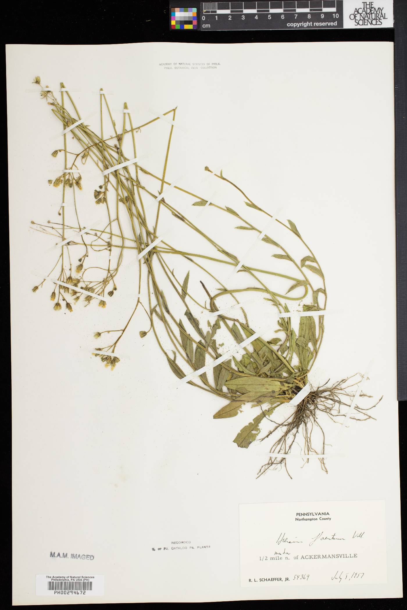 Hieracium piloselloides image