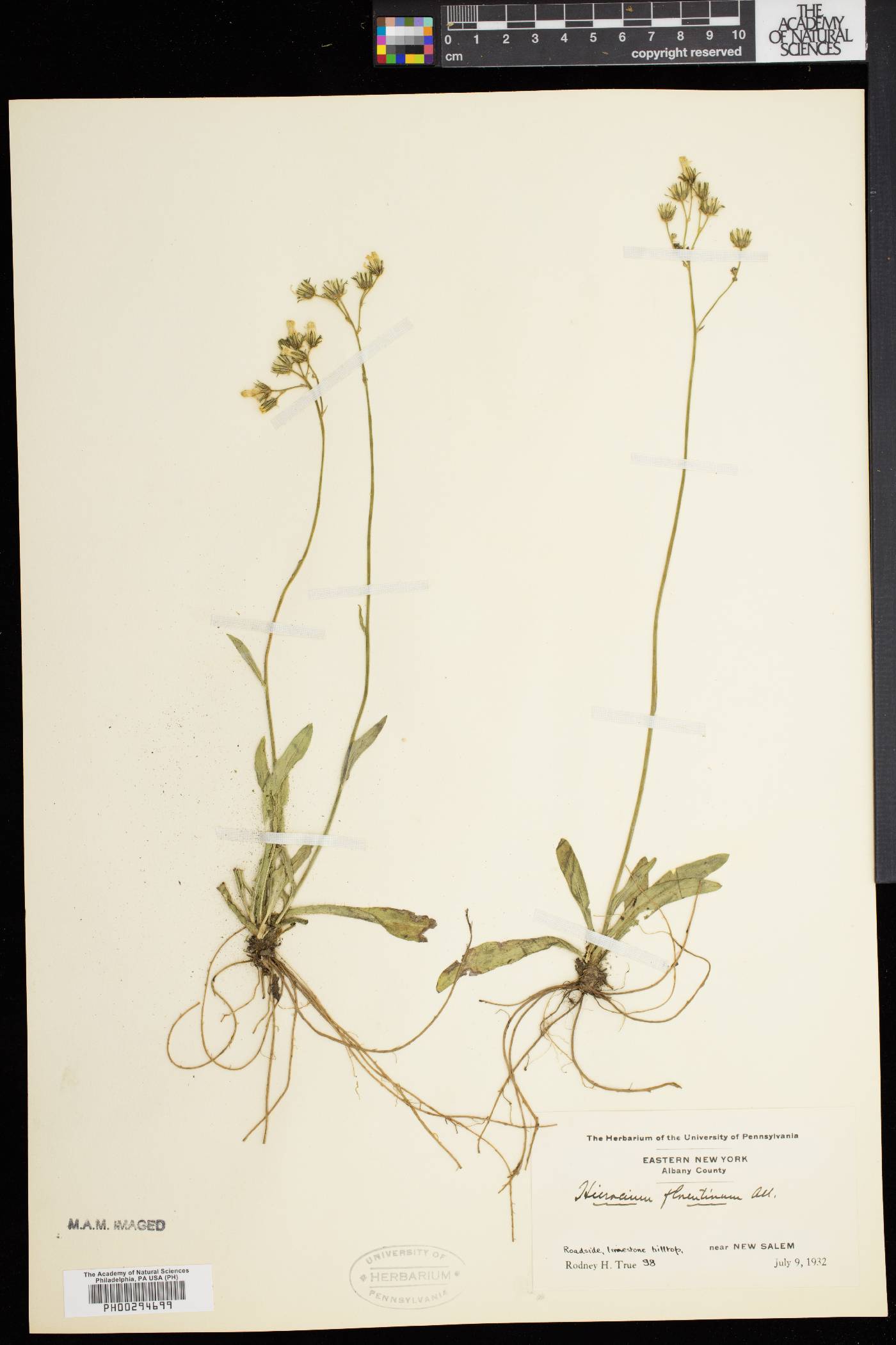 Hieracium piloselloides image