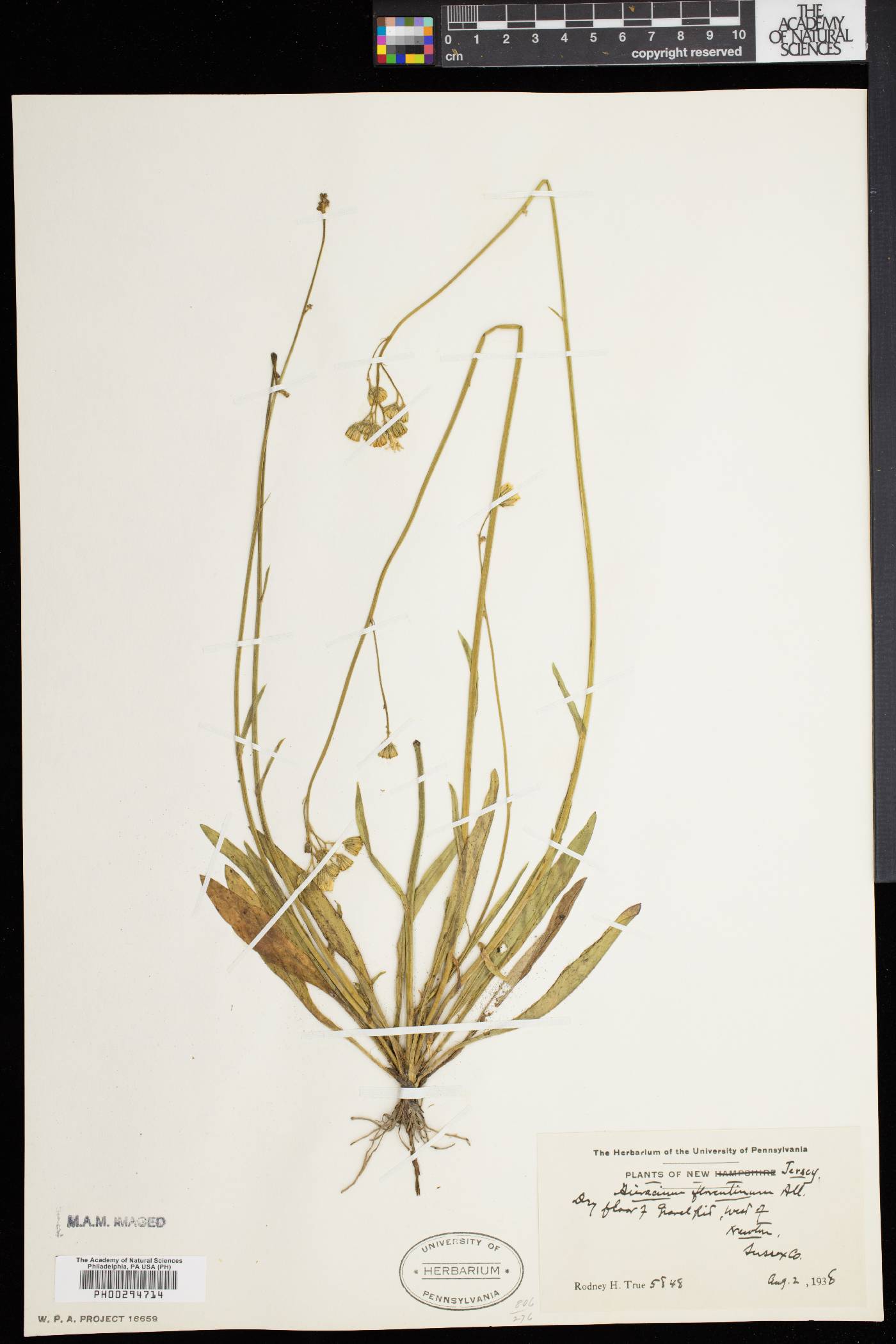 Hieracium piloselloides image