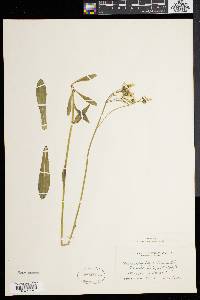 Hieracium piloselloides image