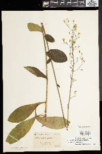 Hieracium floridanum image