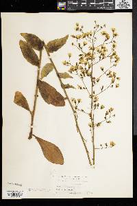 Hieracium gronovii image