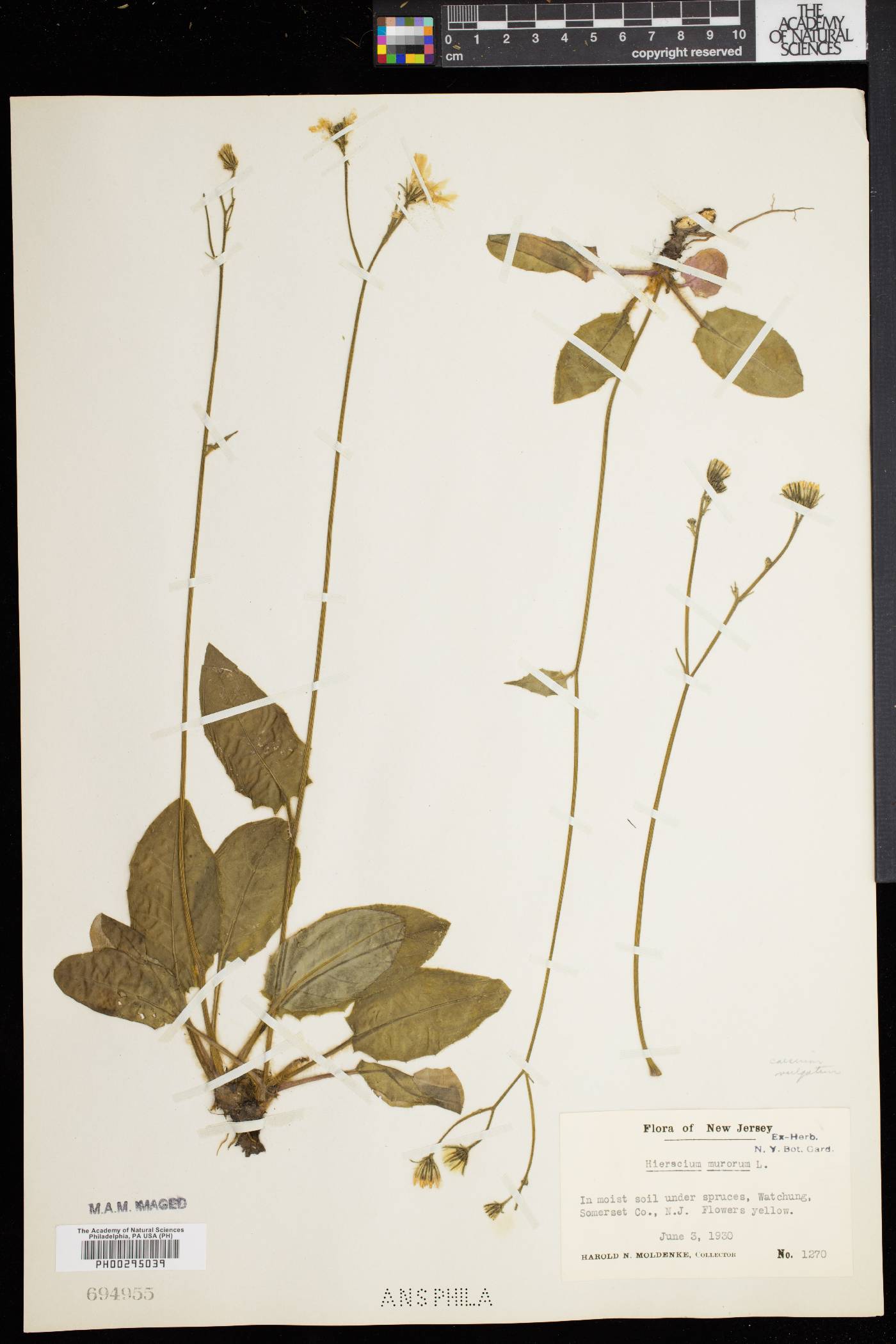 Hieracium murorum image
