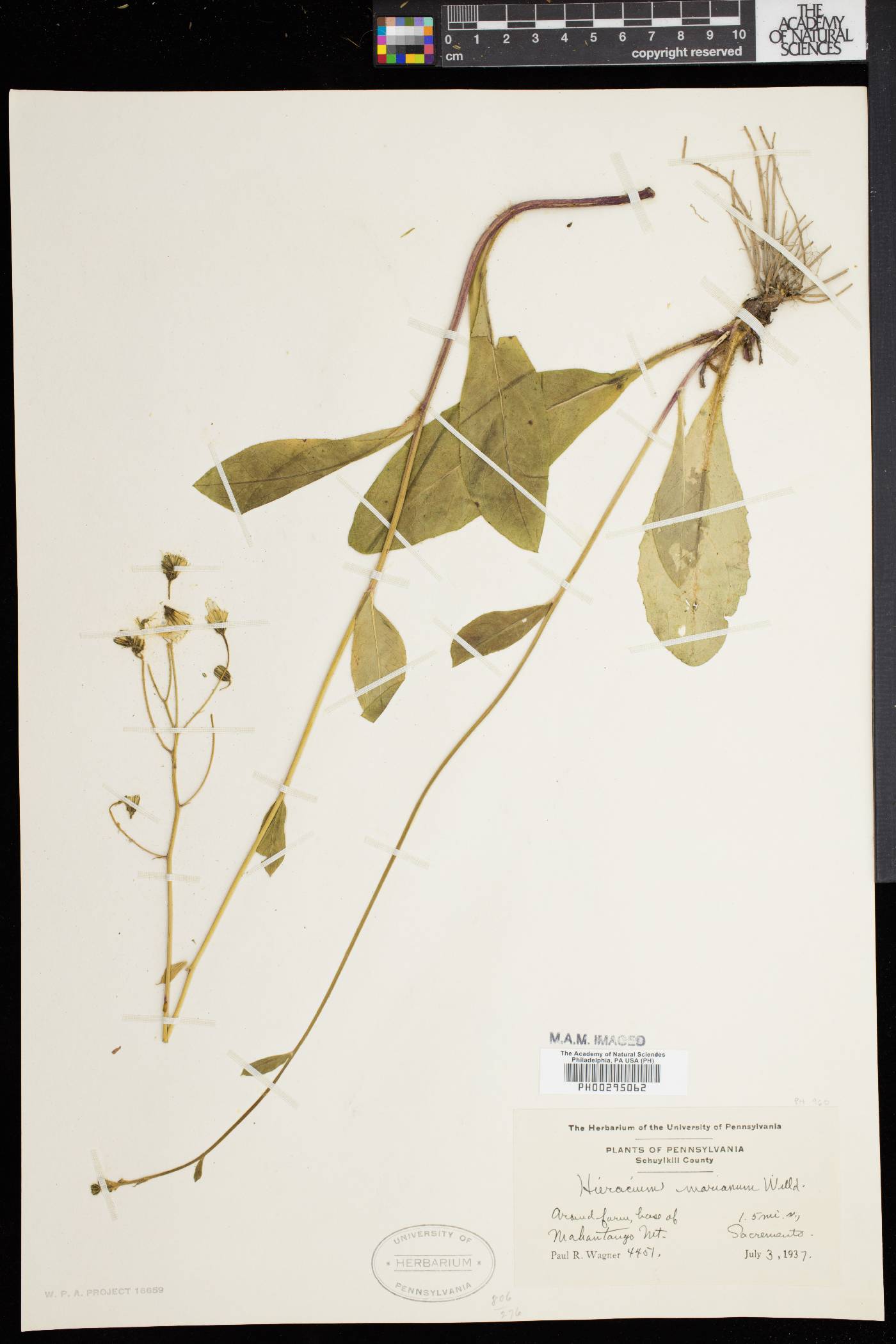 Hieracium marianum image