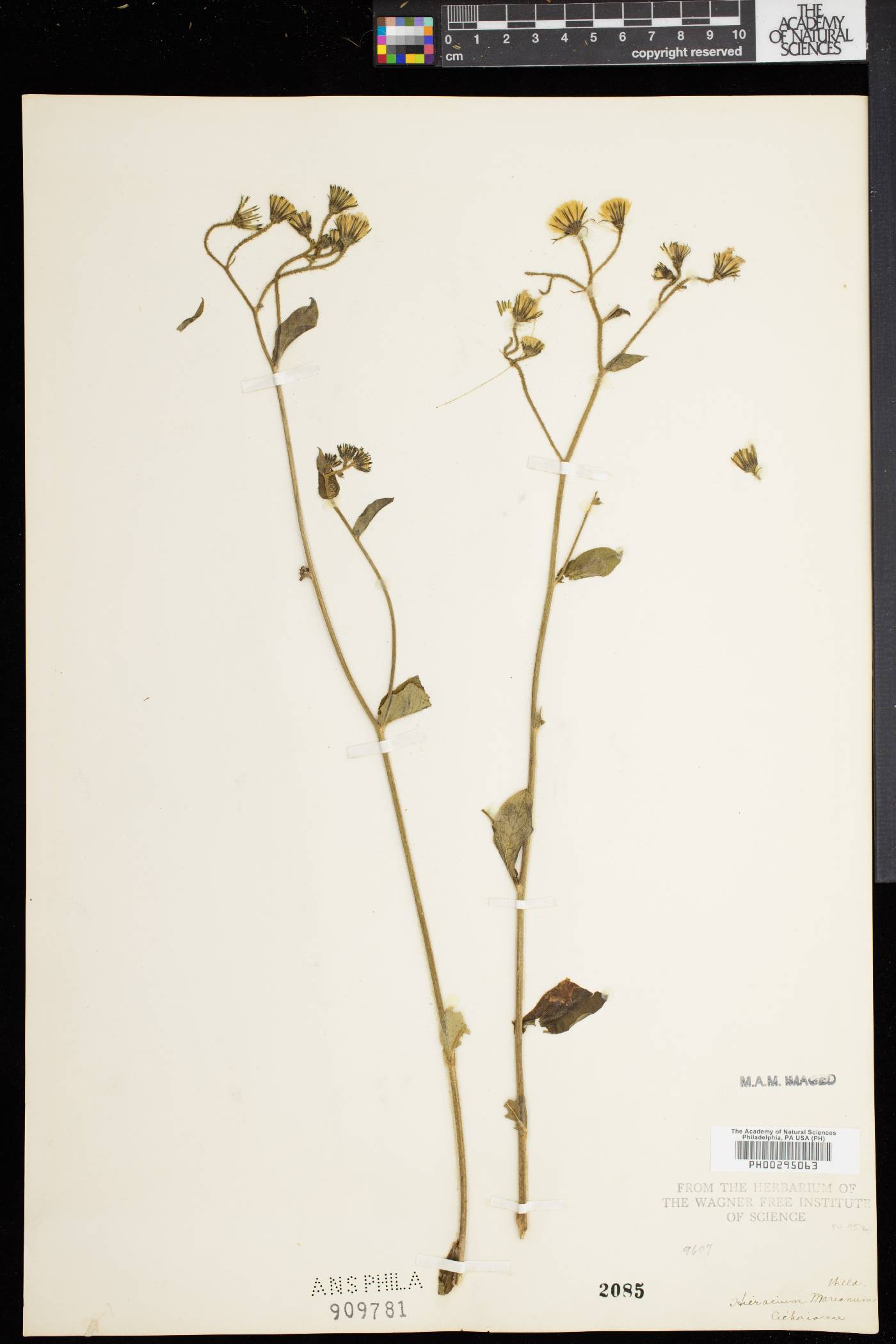 Hieracium marianum image