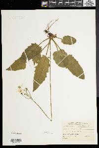 Hieracium marianum image