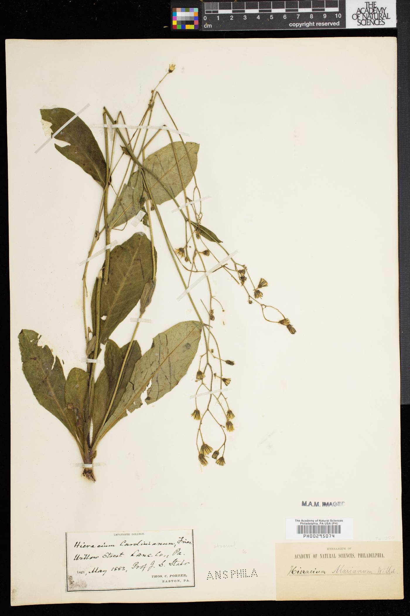 Hieracium marianum image