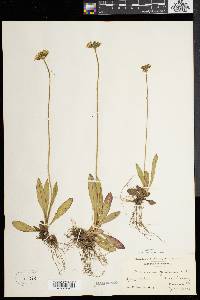 Hieracium caespitosum image