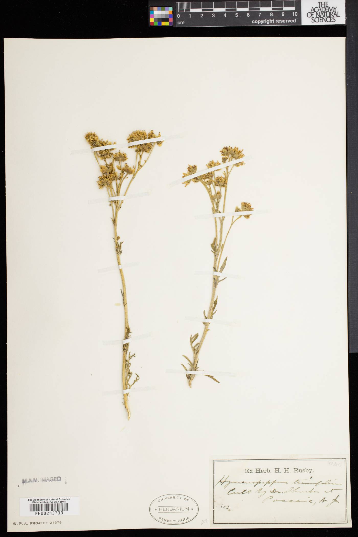 Hymenopappus tenuifolius image
