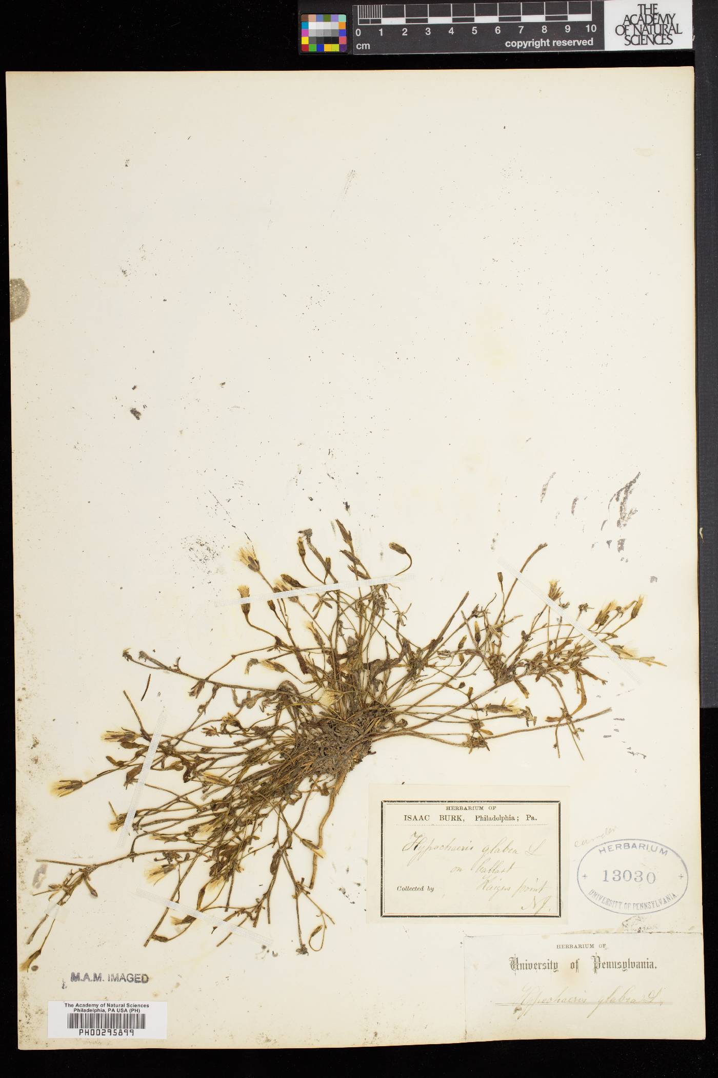 Hypochaeris glabra image