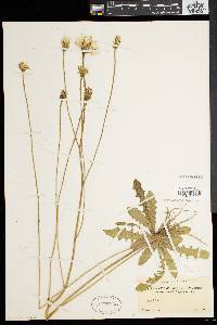 Hypochaeris radicata image