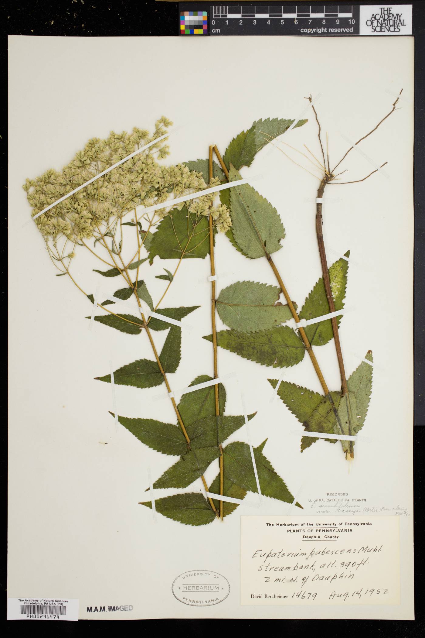 Eupatorium sessilifolium var. vaseyi image